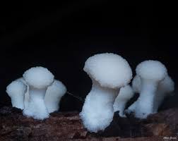 Attēlu rezultāti vaicājumam “Tubifera montana young”