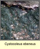 Attēlu rezultāti vaicājumam “Cystocoleus ebeneus”