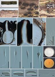 Attēlu rezultāti vaicājumam “Anthostoma decipiens”