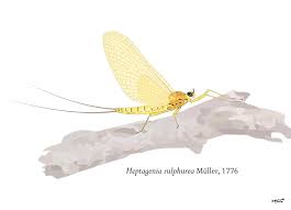 Attēlu rezultāti vaicājumam “Heptagenia sulphurea female”