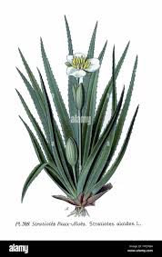 Attēlu rezultāti vaicājumam “Stratiotes aloides leaf”