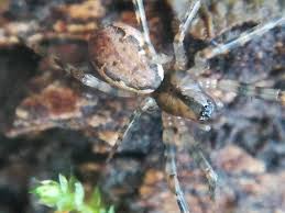 Attēlu rezultāti vaicājumam “Neriene montana”