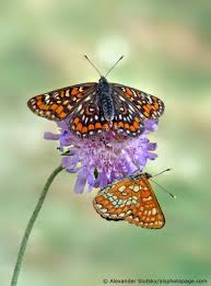 Attēlu rezultāti vaicājumam “Euphydryas maturna larva”
