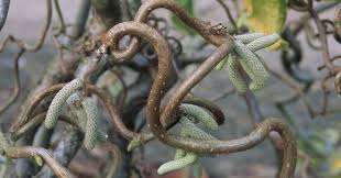 Attēlu rezultāti vaicājumam “Corylus avellana”