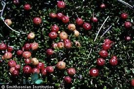 Attēlu rezultāti vaicājumam “Oxycoccus leaf”