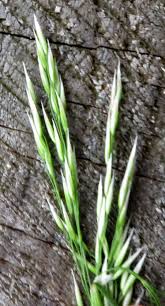 Attēlu rezultāti vaicājumam “Elytrigia repens”