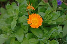 Attēlu rezultāti vaicājumam “Calendula officinalis leaf”