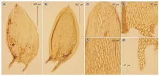 Attēlu rezultāti vaicājumam “Plagiothecium denticulatum”