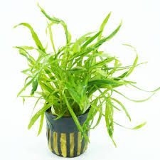 Attēlu rezultāti vaicājumam “Polypogon tentacularius”