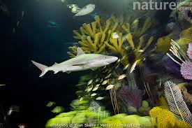 Image result for Carcharhinus acronotus