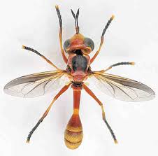 Attēlu rezultāti vaicājumam “Conopidae”