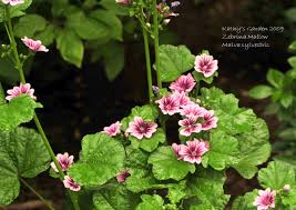 Image result for Malva sylvestris 'Zebrina'