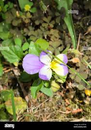 Attēlu rezultāti vaicājumam “Viola x williamsii”