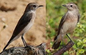 Image result for Oenanthe pleschanka