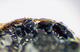 Attēlu rezultāti vaicājumam “Lycogala cf. fossiculatum”