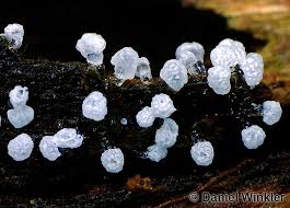 Attēlu rezultāti vaicājumam “Ceratiomyxa morchella macro”