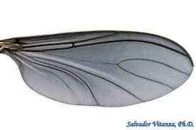 Attēlu rezultāti vaicājumam “Sciaridae”