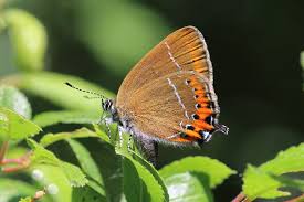 Attēlu rezultāti vaicājumam “Satyrium pruni”