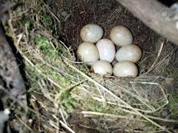 Attēlu rezultāti vaicājumam “Erithacus rubecula nest”