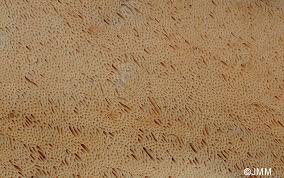 Attēlu rezultāti vaicājumam “Junghuhnia nitida”