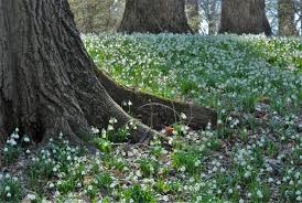 Attēlu rezultāti vaicājumam “Leucojum vernum var. carpathicum”