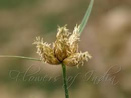 Attēlu rezultāti vaicājumam “Schoenoplectus lacustris subsp. glaucus flower”