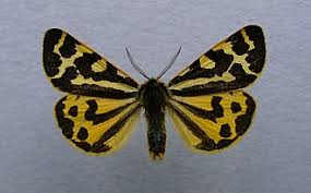 Attēlu rezultāti vaicājumam “Parasemia plantaginis male”