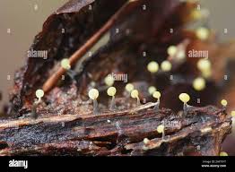 Attēlu rezultāti vaicājumam “Physarum obscurum spores”
