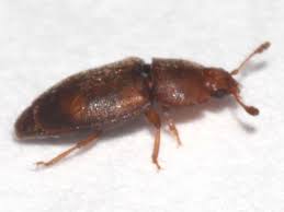 Attēlu rezultāti vaicājumam “Epuraea sp.”