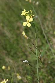 Image result for Raphanus sativus ssp. Oleiformes