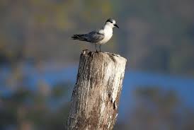 Attēlu rezultāti vaicājumam “Chlidonias hybrida adult”