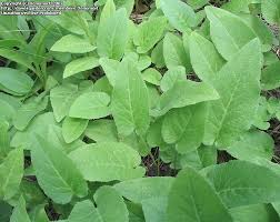 Attēlu rezultāti vaicājumam “Campanula glomerata leaf”