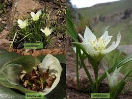 Attēlu rezultāti vaicājumam “Colchicaceae”