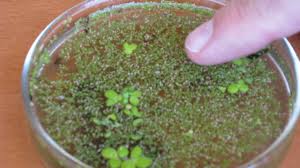 Image result for Thaddus Haenke