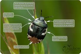 Attēlu rezultāti vaicājumam “Tritomegas bicolor imago”