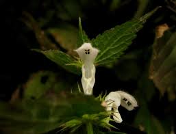 Attēlu rezultāti vaicājumam “Lamium album flower”