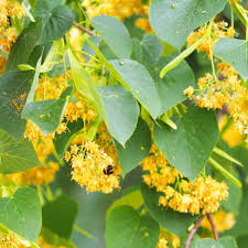 Attēlu rezultāti vaicājumam “Tilia cordata flower”