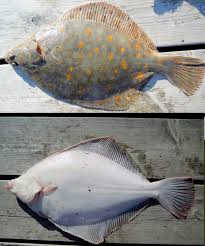 Image result for Pleuronectes platessa