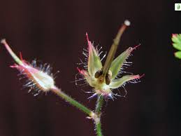 Attēlu rezultāti vaicājumam “Geranium robertianum fruit”