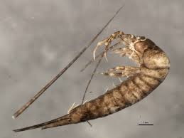 Attēlu rezultāti vaicājumam “Machilidae”