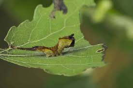 Attēlu rezultāti vaicājumam “Cerura vinula imago”