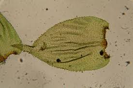 Image result for Huso brevirostrum