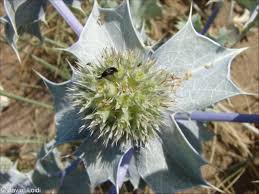 Attēlu rezultāti vaicājumam “Eryngium maritimum bud”