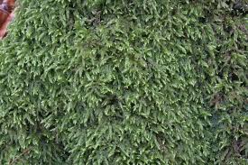 Attēlu rezultāti vaicājumam “Isothecium alopecuroides sporophyte”