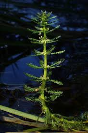 Attēlu rezultāti vaicājumam “Myriophyllum alterniflorum leaf”