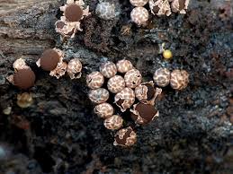 Attēlu rezultāti vaicājumam “Diderma floriforme macro”