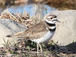 Image result for Charadrius vociferus