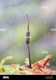 Attēlu rezultāti vaicājumam “Cordyceps stylophora”