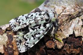 Attēlu rezultāti vaicājumam “Moma alpium”