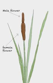 Attēlu rezultāti vaicājumam “Typhaceae”